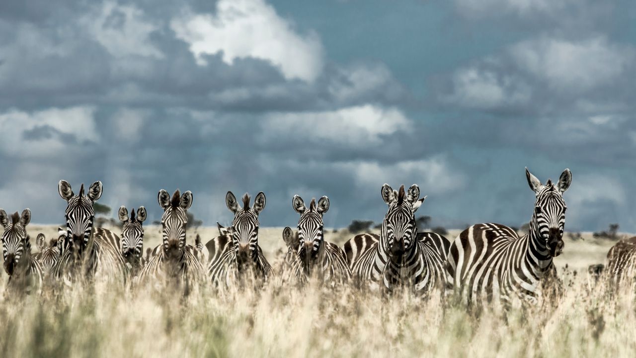 "Explore Serengeti National Park: Weather, Safari, and Ecosystem"