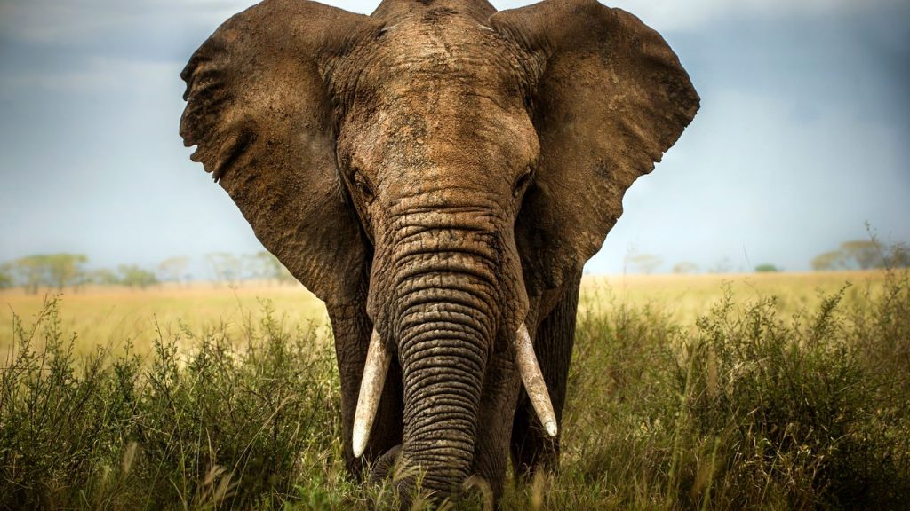 Safari in Africa: National Parks, Photography, and Off-Road Adventures