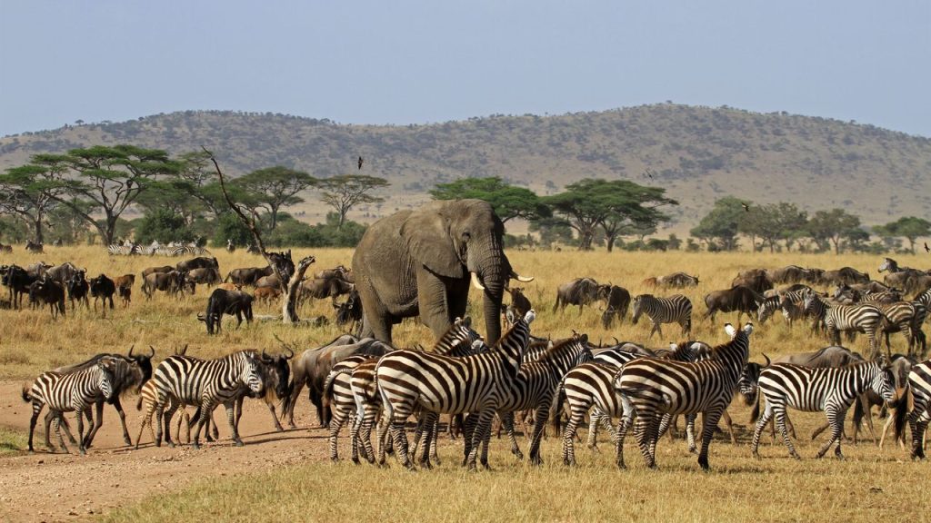 "Tanzania Safari: Witness the Big Five and Explore with Expert Guides"