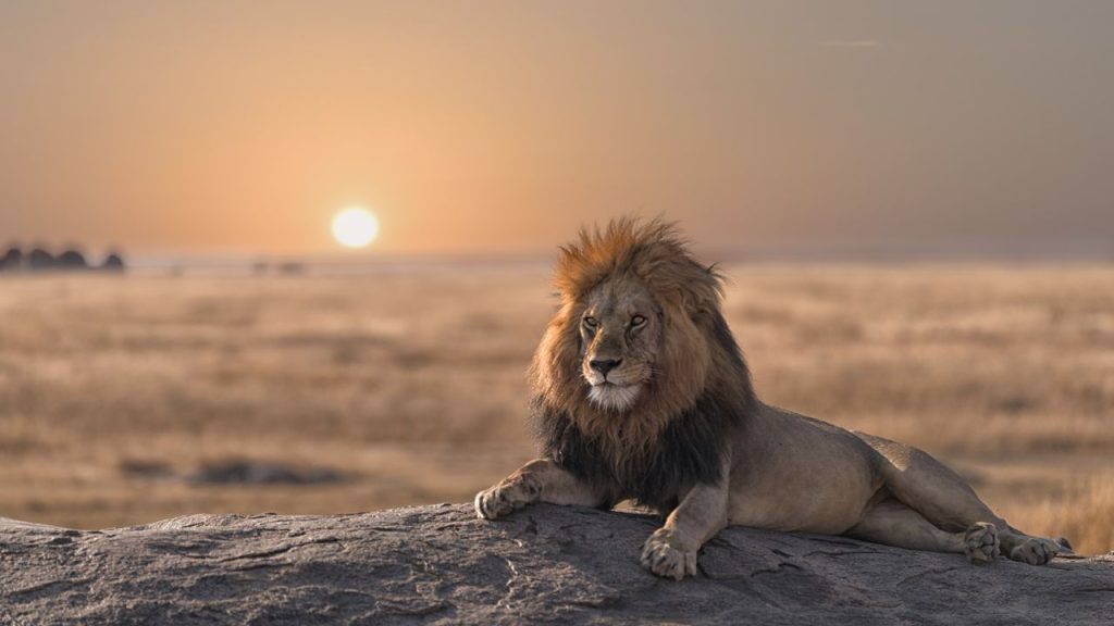 Adventure Travel in Africa: Embrace the Wild Side