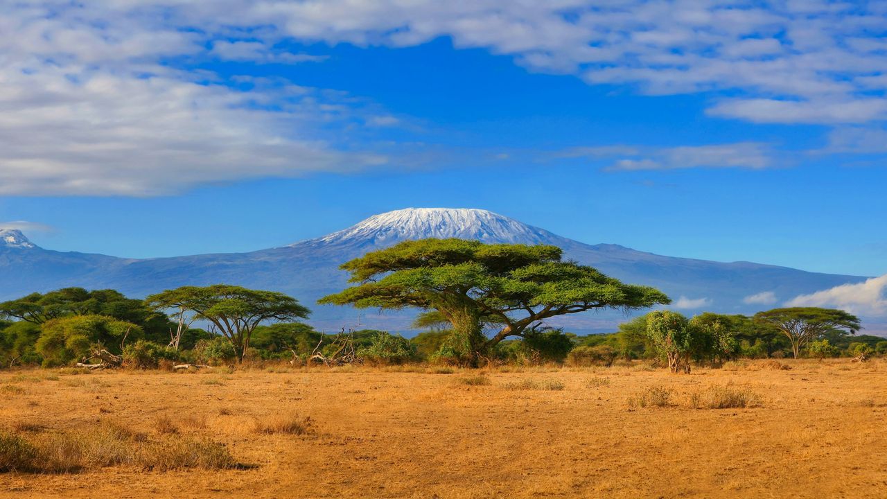 Budget Safaris in Africa: Exploring the Wild