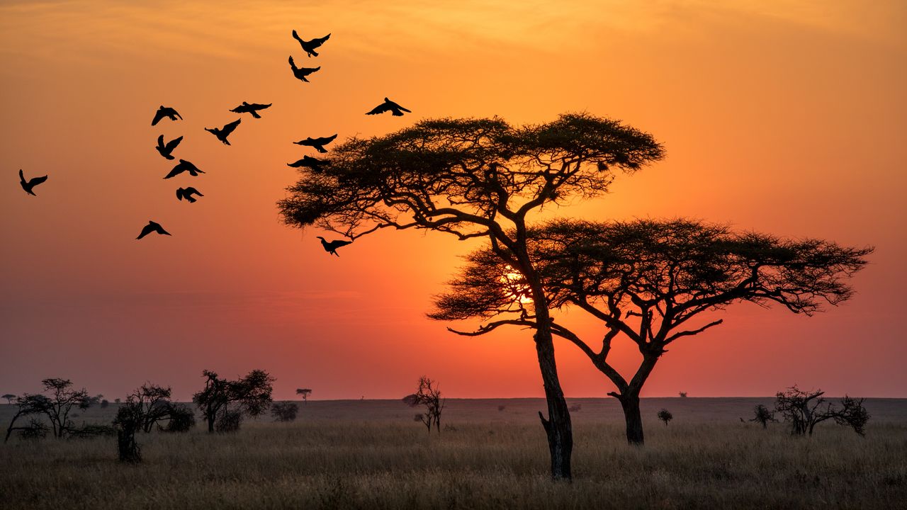 Exploring African Cultural Experiences