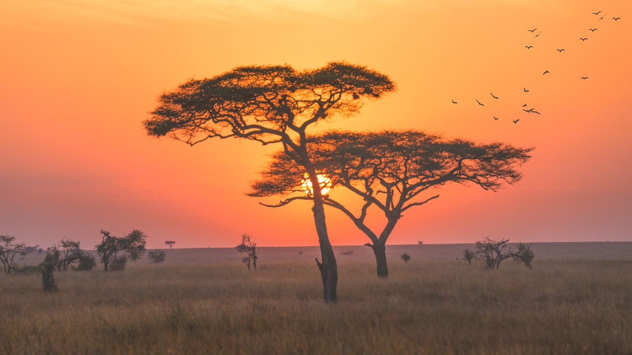 Luxury Safaris in Africa: Essential Tips & Packing List