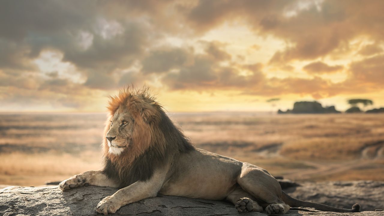 Unforgettable Tanzania Safari Adventure