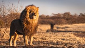 Beach Holidays in Africa: Water Sports, Dining, Activities