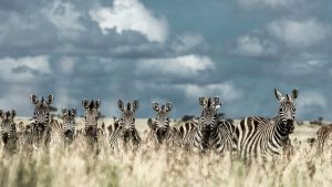 Conquering Mount Kilimanjaro: A Trek to Remember