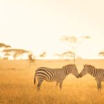 Safari in Africa: Seasons, Photography, Planning