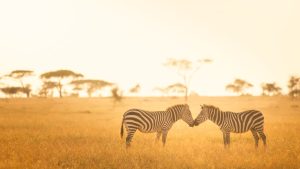 Safari in Africa: Seasons, Photography, Planning