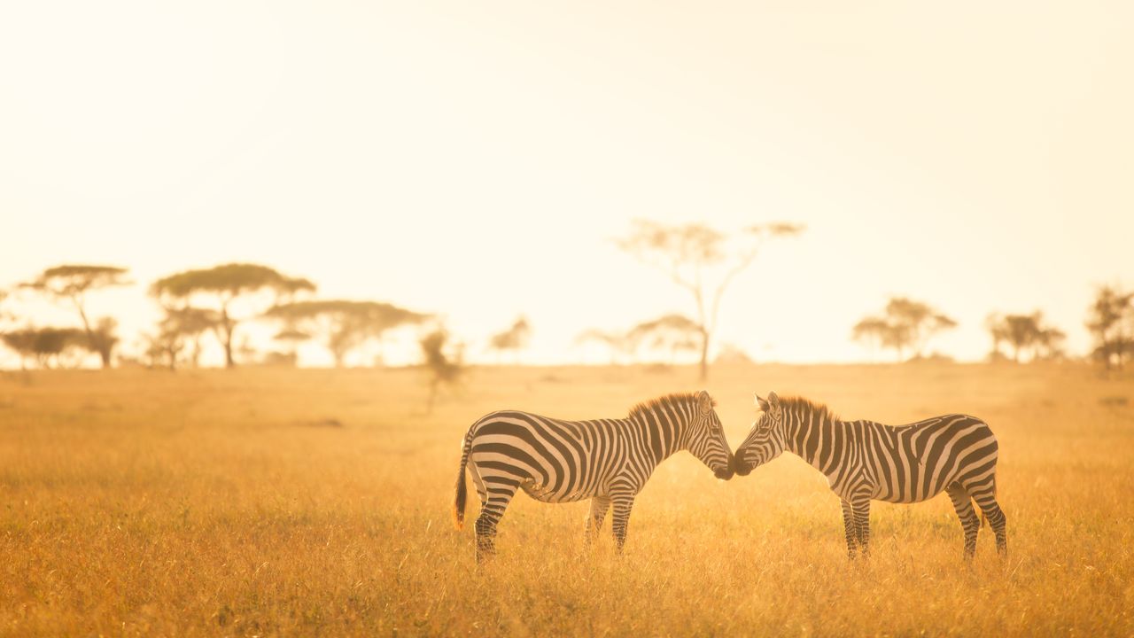Safari in Africa: Seasons, Photography, Planning