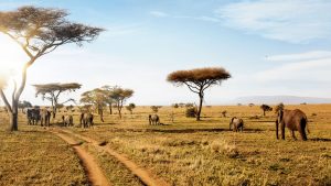 Tanzania Safari: Experience the Great Migration
