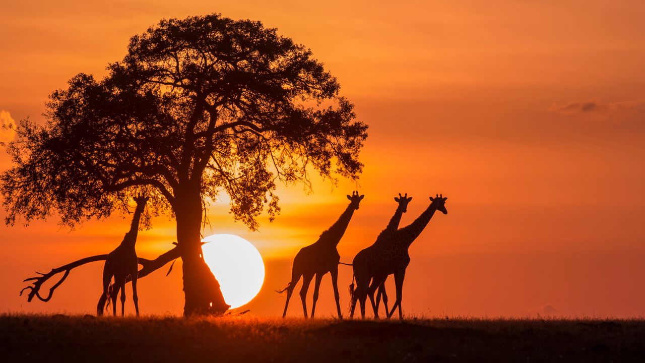 Tanzania Safari: Serengeti, Tarangire & Culture