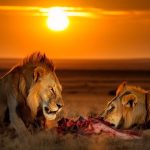 Beach Holidays in Africa: Relaxation & Adventure