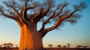 Discover Africa's Historical Sites