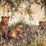 Exploring Lake Manyara National Park: Tanzania Safari