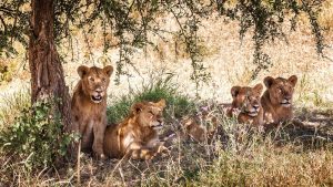 Exploring Lake Manyara National Park: Tanzania Safari