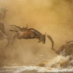Serengeti National Park: Birdlife & Predator-Prey Dynamics