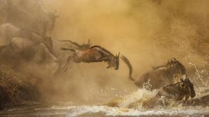 Serengeti National Park: Birdlife & Predator-Prey Dynamics