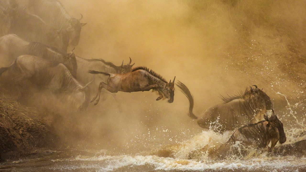 Serengeti National Park: Birdlife & Predator-Prey Dynamics