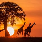 Tanzania Safari: A Wildlife Adventure