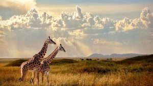 Tanzania Safari Adventure Guide