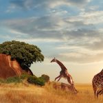 Tanzania Safari Exploring Conservation Areas