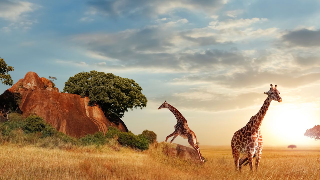 Tanzania Safari Exploring Conservation Areas