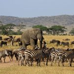 Tanzania Safari Exploring Ngorongoro Crater