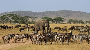 Tanzania Safari Exploring Ngorongoro Crater