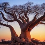 TheUntoldStoriesofAfrica