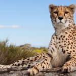 Ultimate Tanzania Safari Adventure