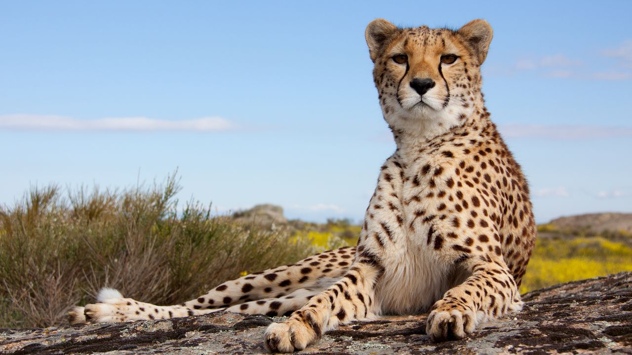 Ultimate Tanzania Safari Adventure