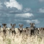 Unforgettable Tanzania Safari Adventure