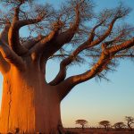 Exploring African Historical Sites