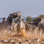 Serengeti National Park Guide