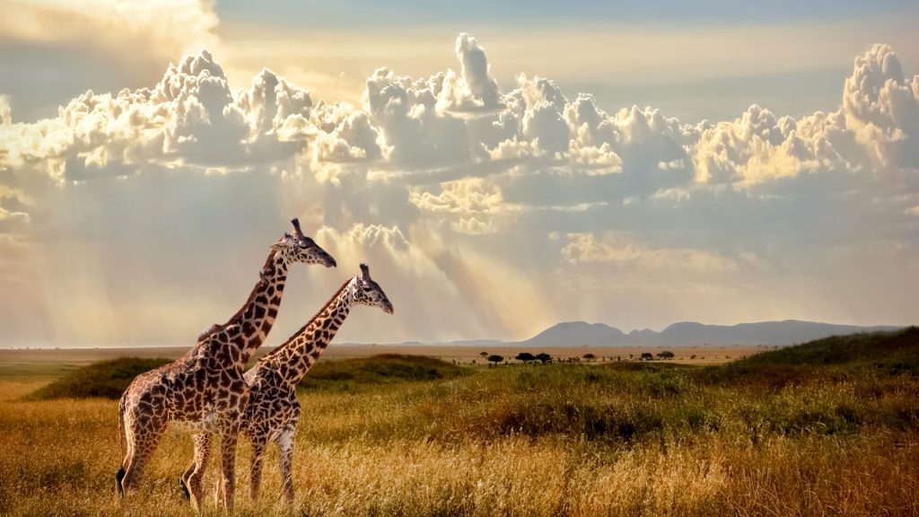 Serengeti Wildlife Safari Adventure