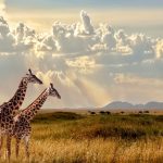 Serengeti Wildlife Safari Adventure